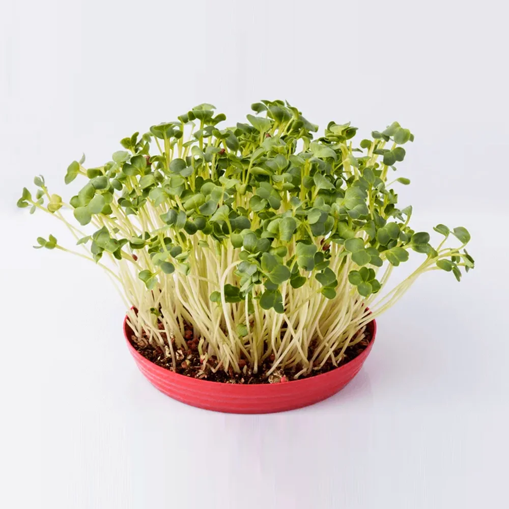 Light, crunchy Alfalfa microgreens packed with vitamins and minerals. Perfect for salads, sandwiches, and healthy meals.