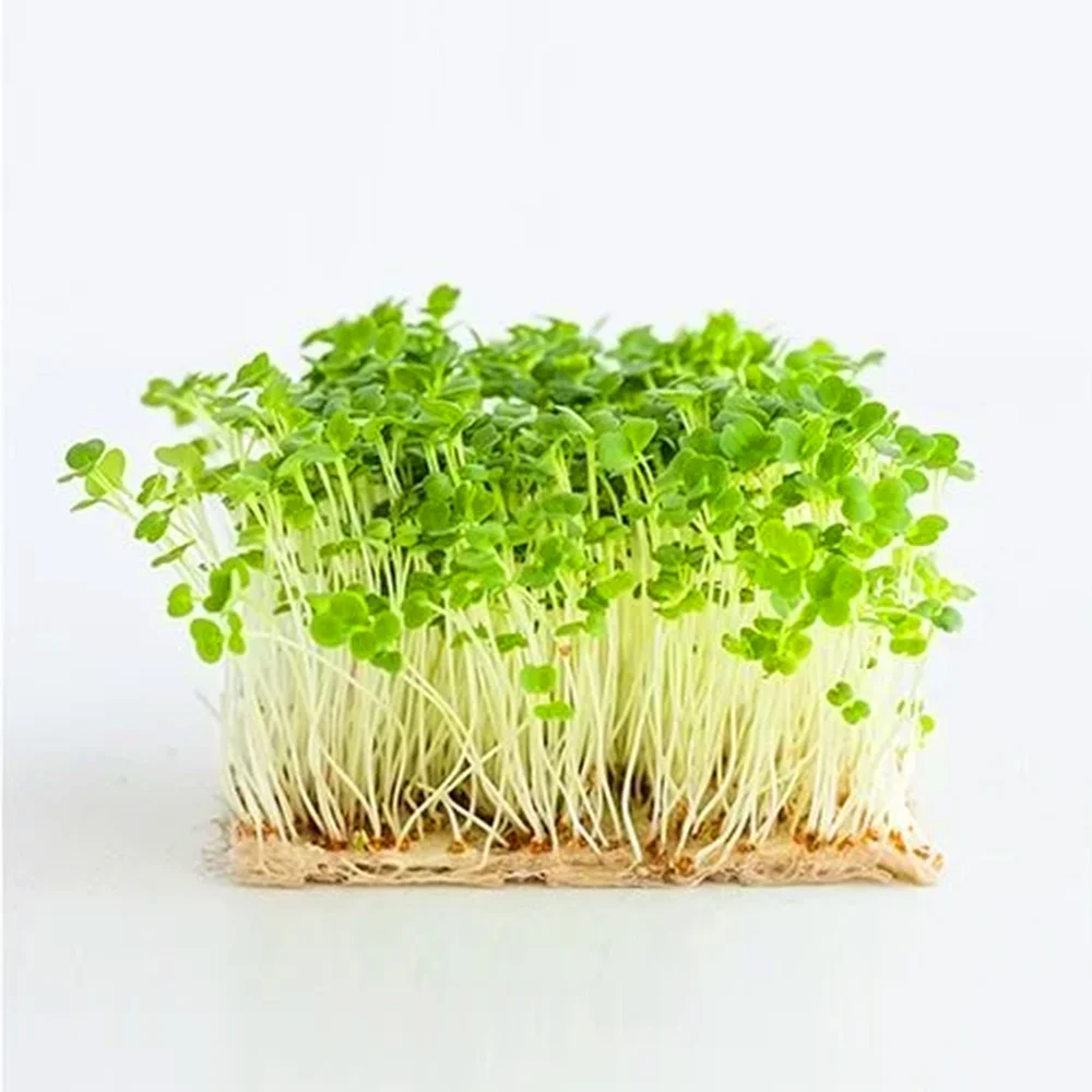 Arugula Microgreens
