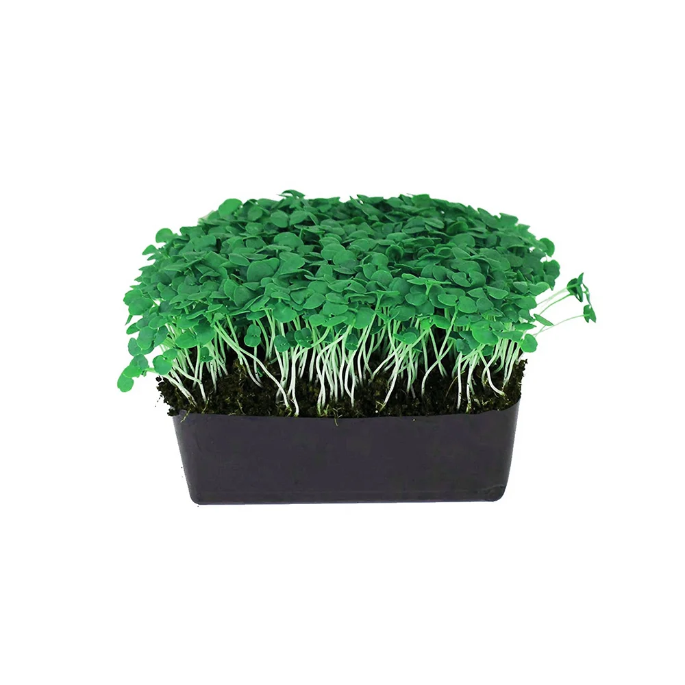 Aromatic Basil microgreens, rich in vitamins and antioxidants. Perfect for Italian dishes, salads, and garnishes.