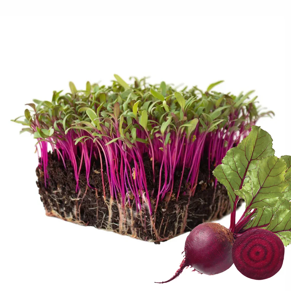 Bright red Beetroot microgreens with earthy flavor. Rich in antioxidants and nutrients, perfect for salads, sandwiches, and smoothies.