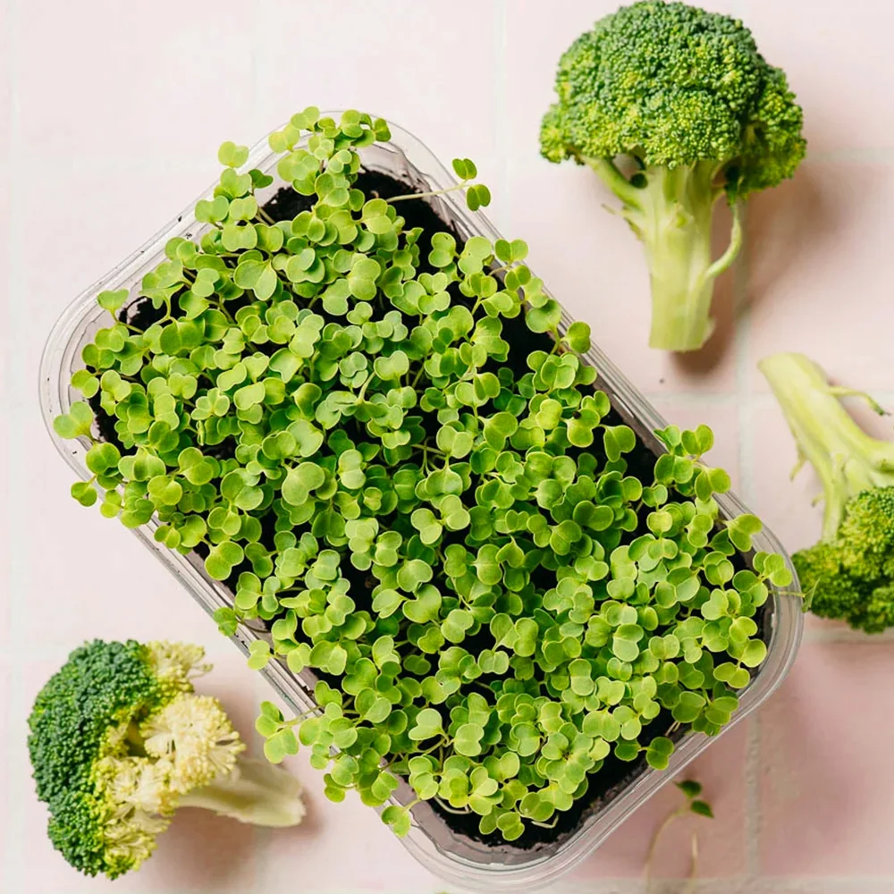 Freshly grown Broccoli microgreens, packed with vitamins, antioxidants, and sulforaphane. Perfect for salads, sandwiches, smoothies, and boosting immunity naturally.