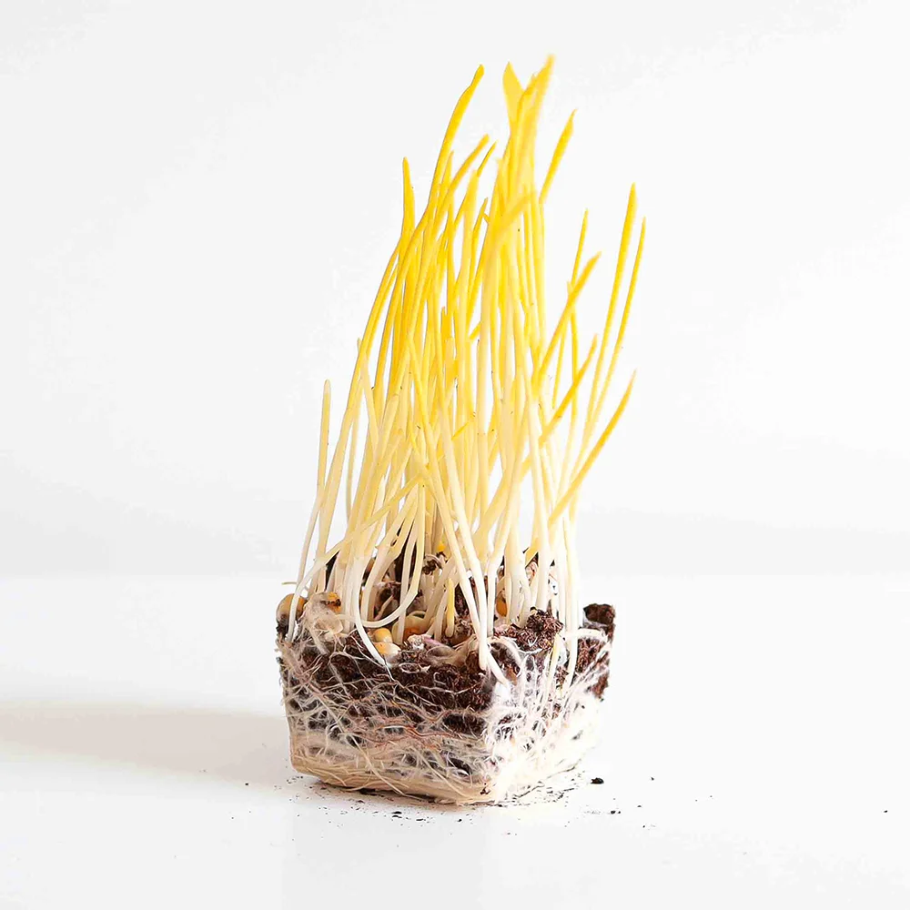 Sweet, tender Corn microgreens packed with vitamins, minerals, and antioxidants. Perfect for salads, snacks, and dishes.