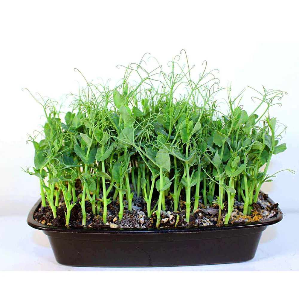 Sweet and tender Pea microgreens, full of vitamins, antioxidants, and proteins. Ideal for salads, wraps, and smoothies.