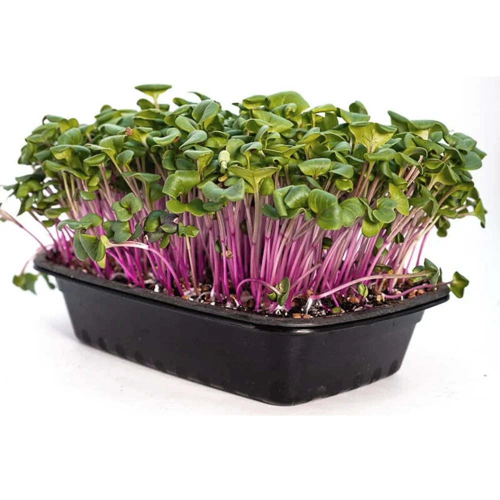 Crisp, spicy Radish microgreens grown fresh and pesticide-free. Ideal for salads, wraps, and sandwiches to add flavor and nutrition.