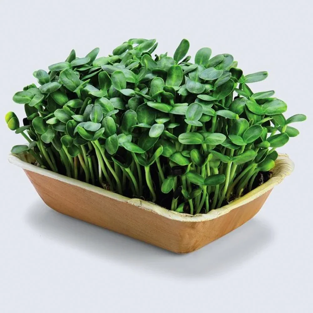 Crunchy, nutty Sunflower microgreens rich in protein, vitamins, and minerals. Great for salads, smoothies, and healthy snacking.