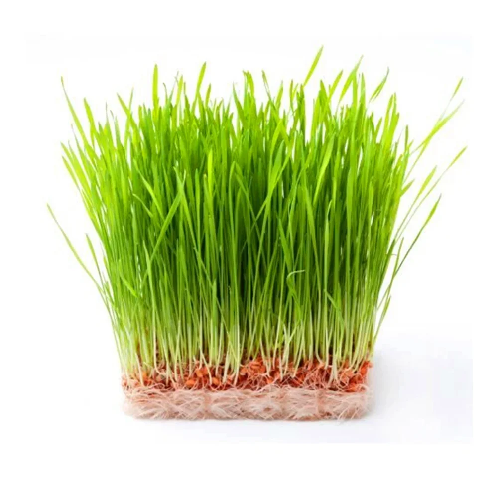 Fresh Wheatgrass grown indoors, rich in chlorophyll, vitamins, and antioxidants. Ideal for juicing and detox shots.